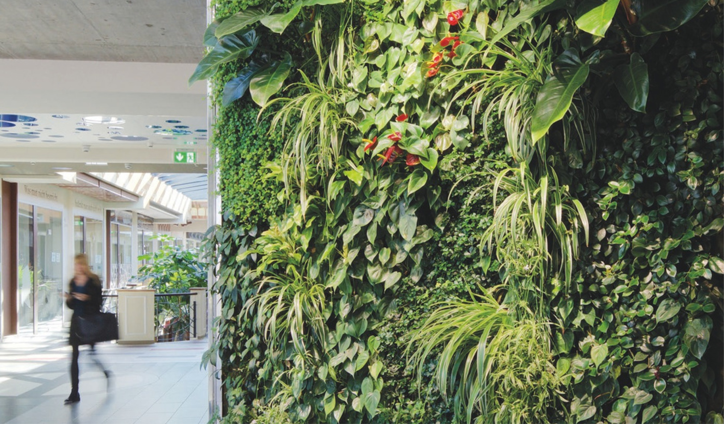 Nahaufnahme verschiedener Pflanzen einer Living Wall Indoor