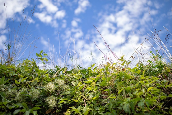 Blätterwerk einer grünen Lärmschutzwand mit Blauem Himmel im Hintergrund. Detailaufnahme